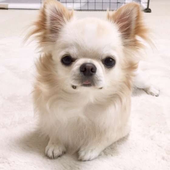 見つめるチワワ