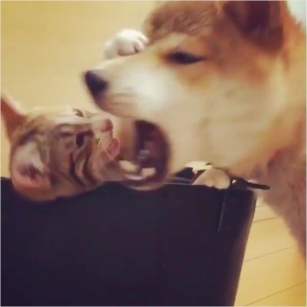 ワンニャンバトル