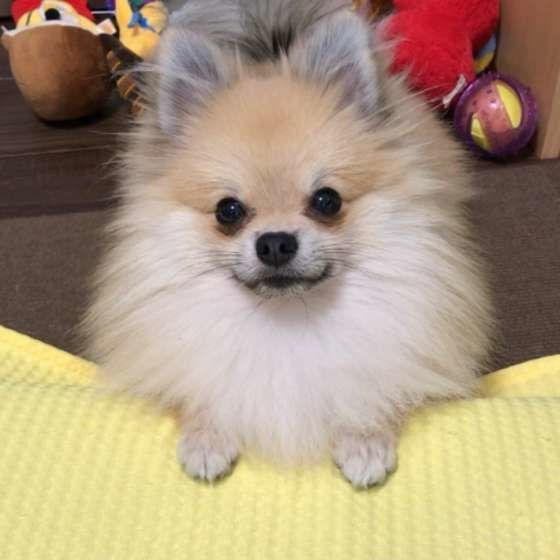 ポメラニアン・もこたくん・見つめる