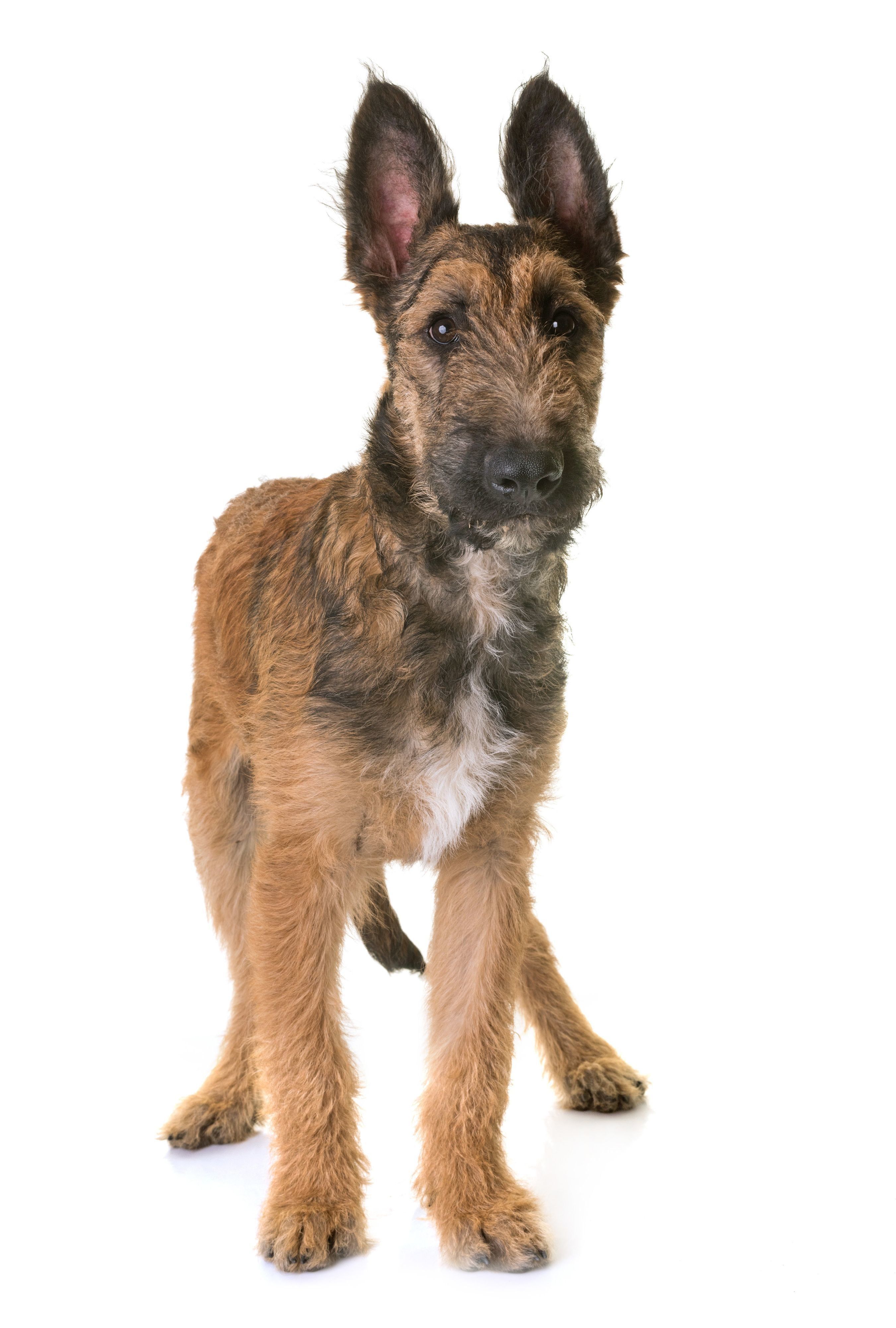 ベルジアン・シェパード・ドッグ・ラケノア