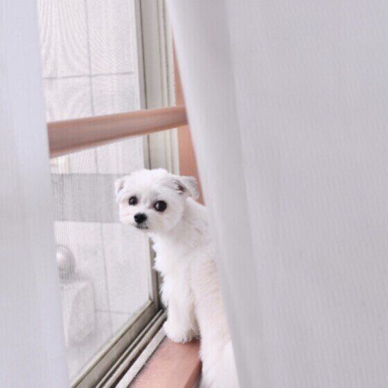 小型犬Mixのらいち♀