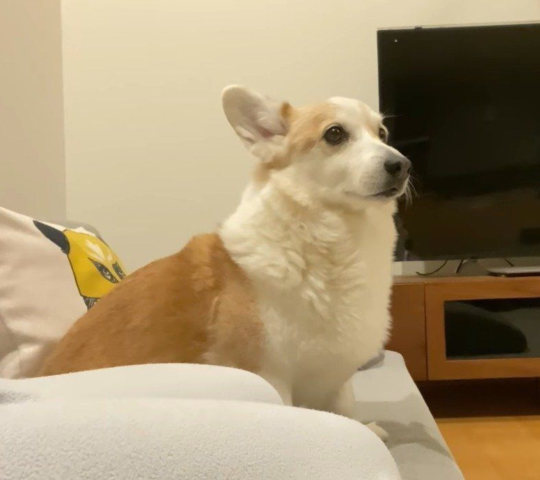 様子見する犬