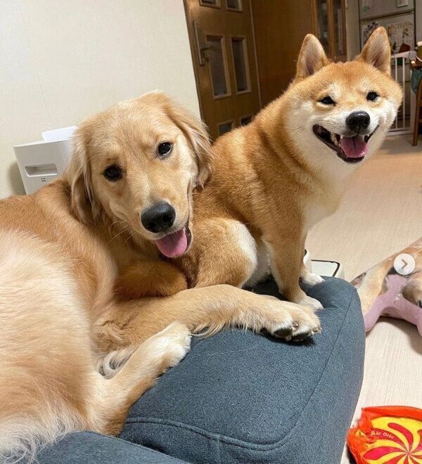 くっつくうにくん、おからちゃん