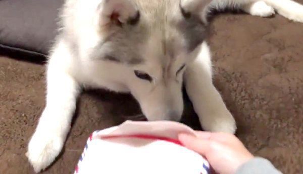 袋を見つめるシルビアちゃん