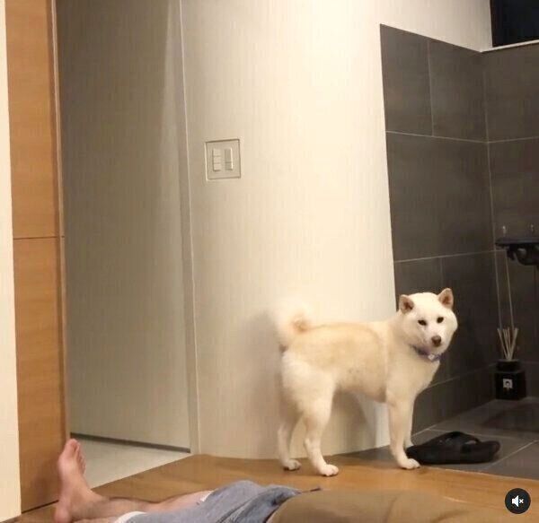 見つめるしらたまちゃん