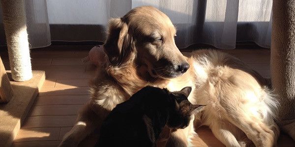 ゴールデン・レトリーバーと猫