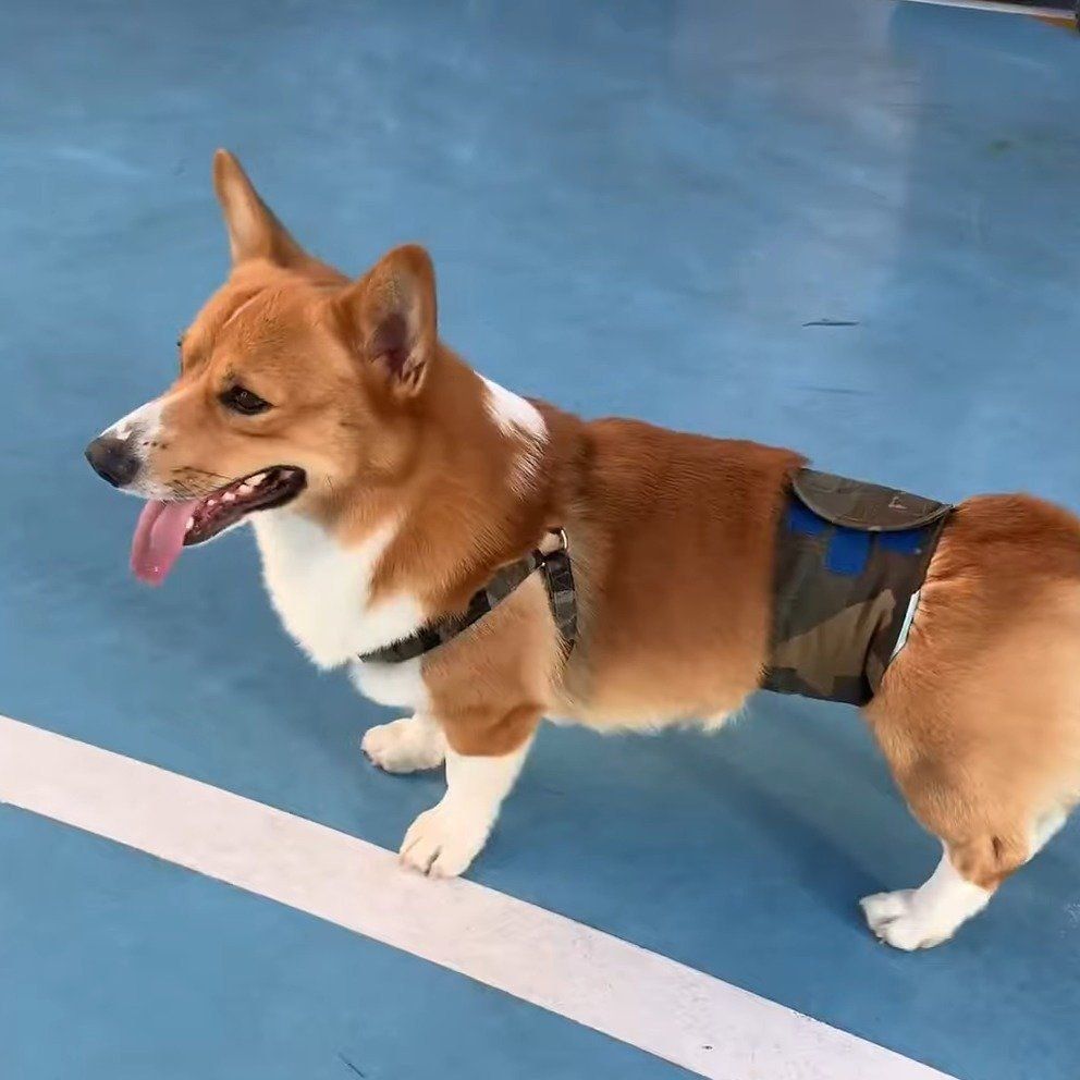 ボール遊びに夢中のコナン君