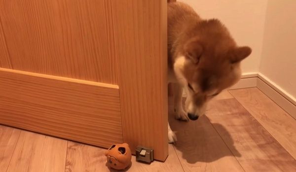 散歩を拒否する柴犬