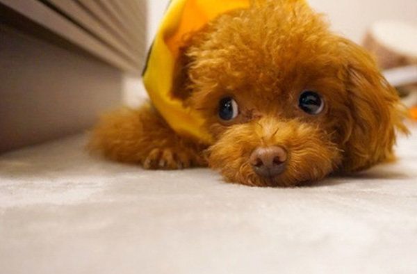 見つめるトイ・プードル