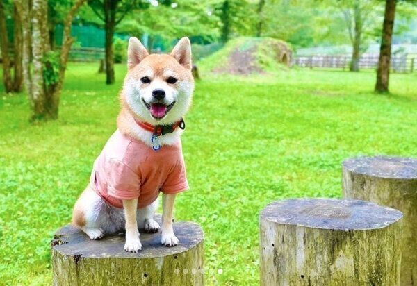 見つめるきなこちゃん