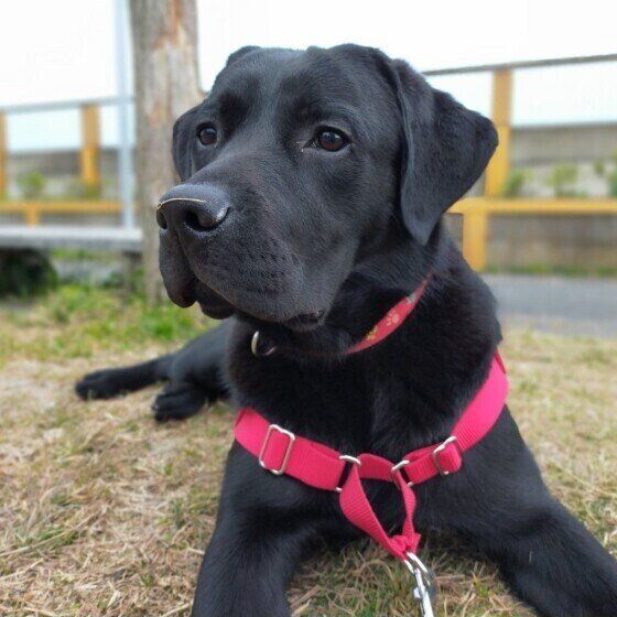 ラブラドール・レトリーバーのLuckyちゃん