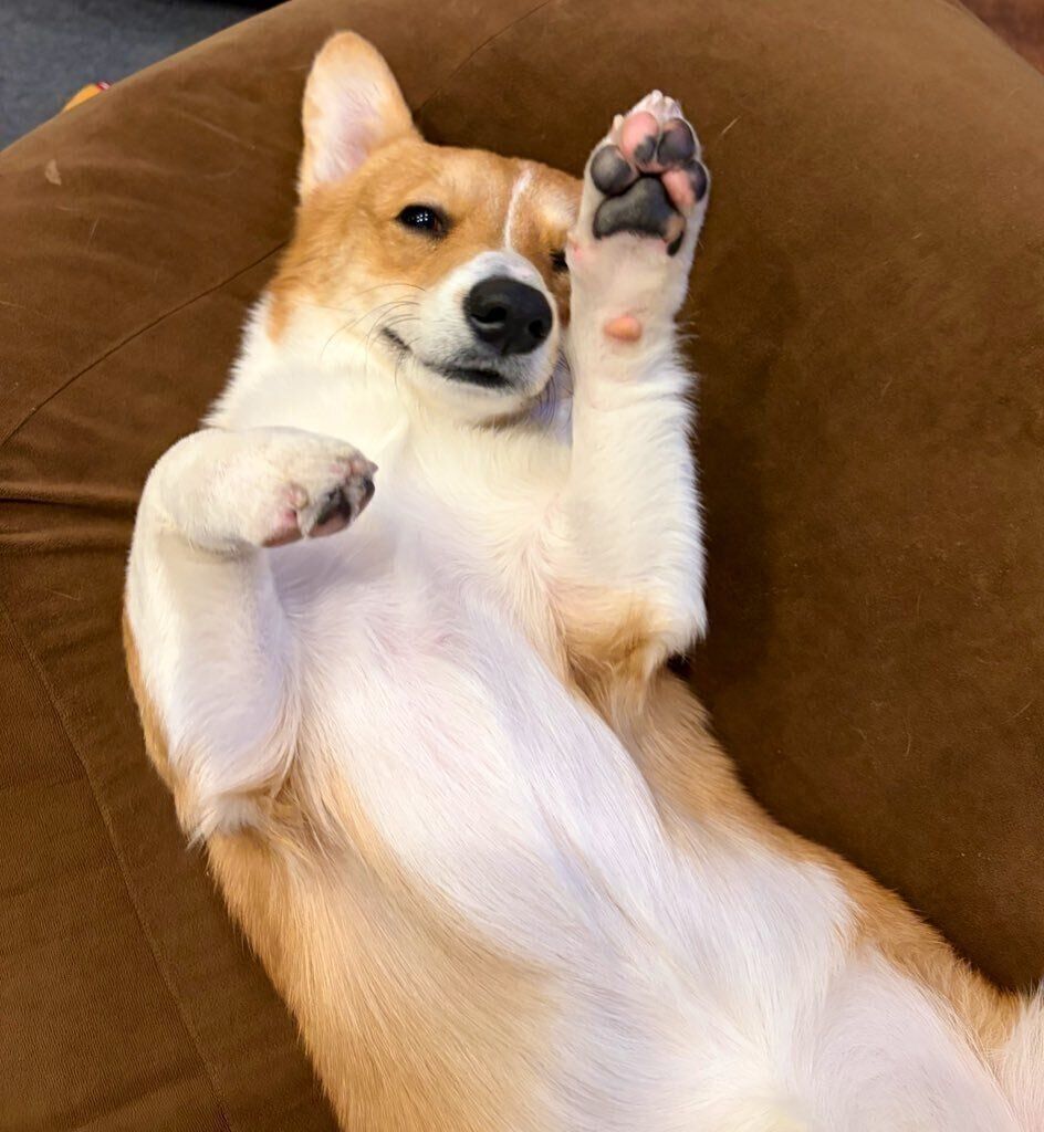 仰向けになっているウェルシュ・コーギー・ペンブローク