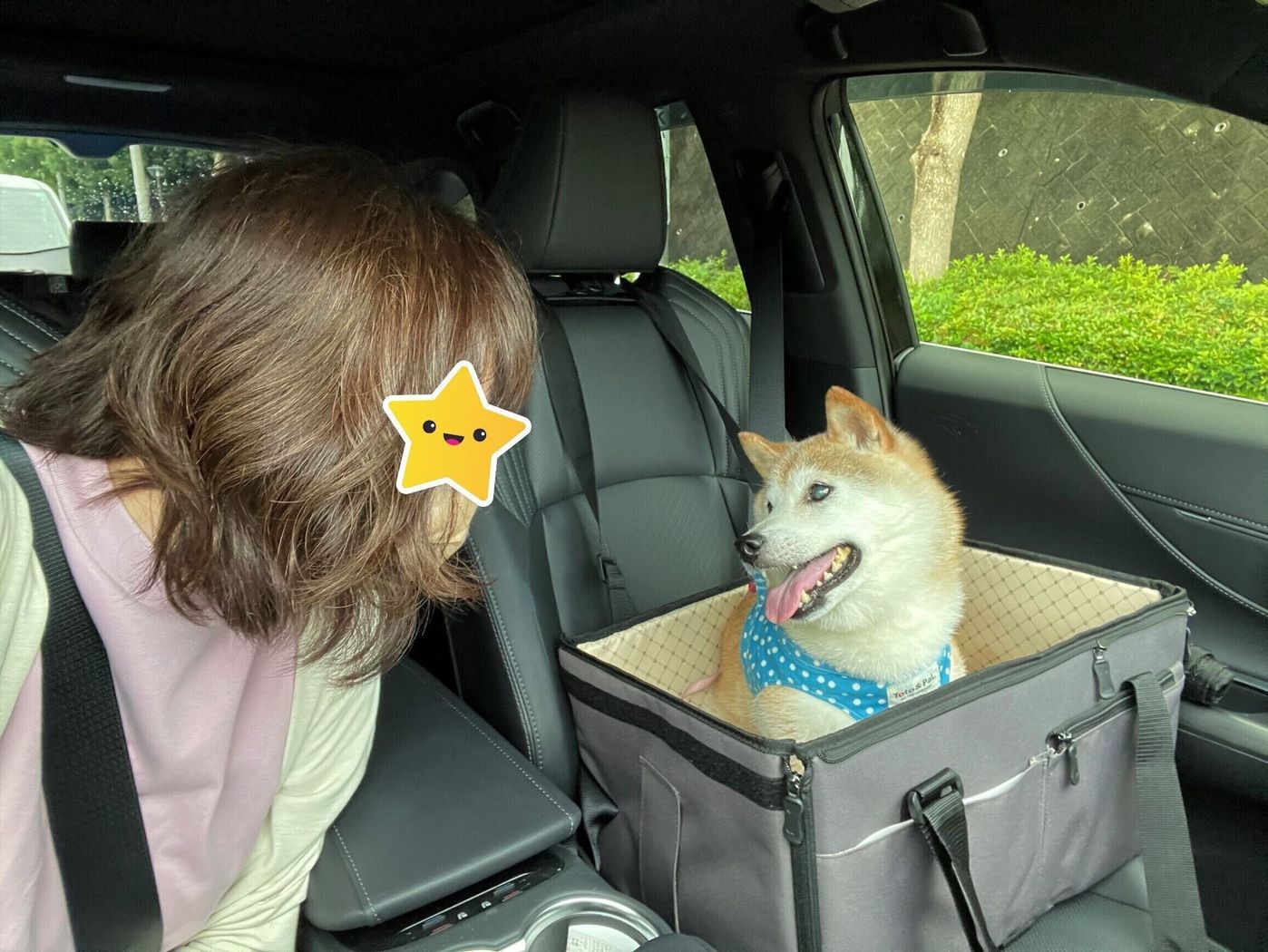 これで解決 柴犬かぼすちゃん ドライブ中の キュンキュン鳴き対策 いぬのきもちweb Magazine これで解決 柴犬かぼすちゃん ドライブ中の キュンキュン鳴き対策 いぬのきもちweb Magazine