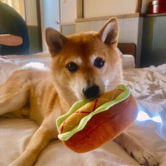 おもちゃをくわえる柴犬