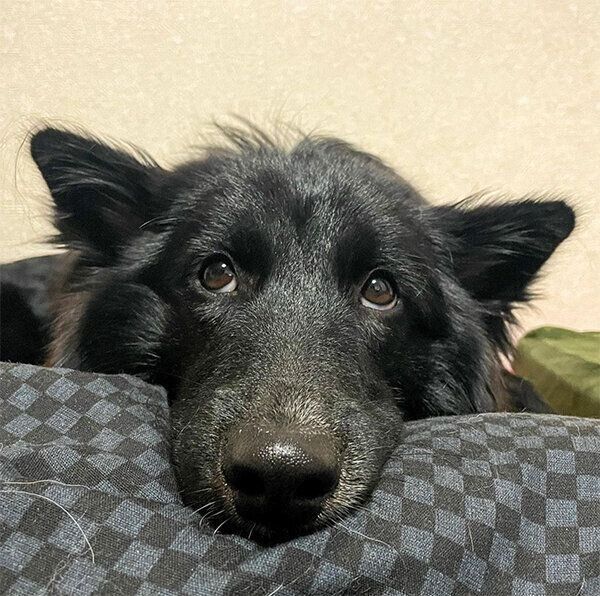 上目遣いをするノアくん