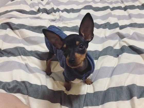 見つめるミニチュア・ピンシャー