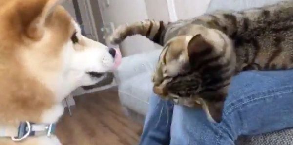 リモートワークを邪魔するとろくんと、それを邪魔するゆうくん