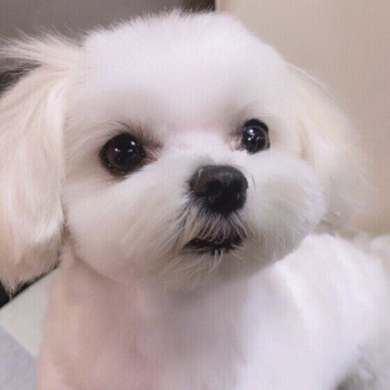 見つめるマルチーズ