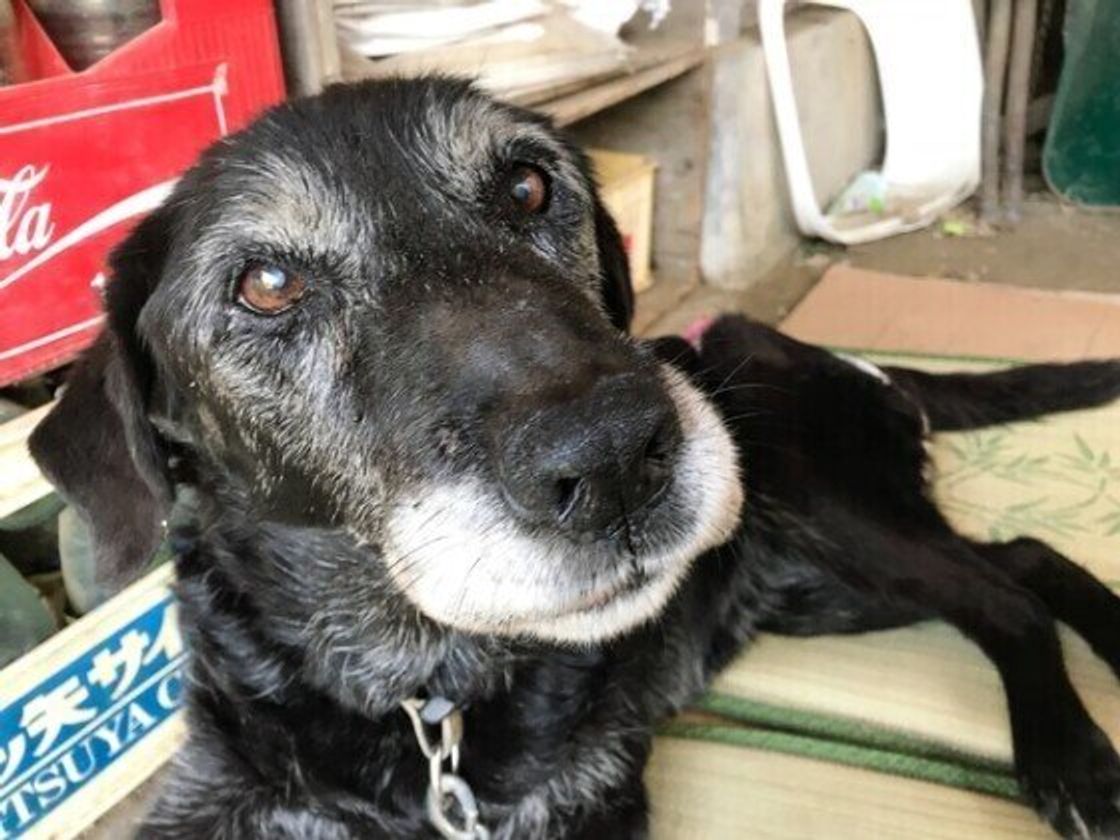 犬の ひげ カットしても大丈夫 猫のひげの役割とどう違う いぬのきもちweb Magazine 犬の ひげ カットしても大丈夫 猫のひげの役割とどう違う いぬのきもちweb Magazine