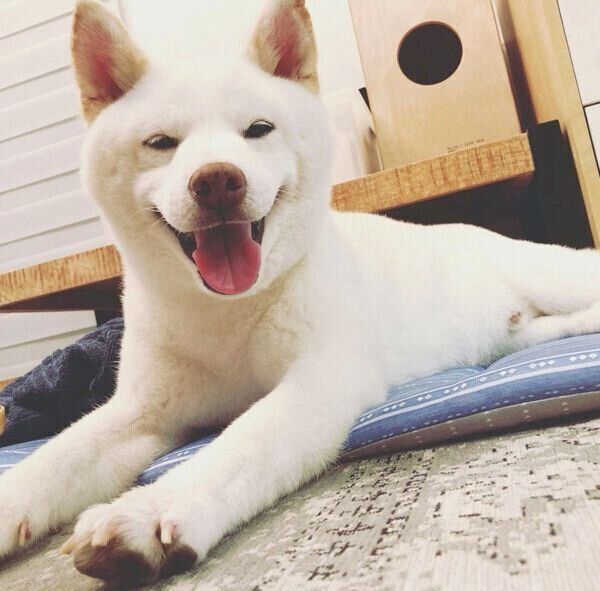 くつろぐ福来くん