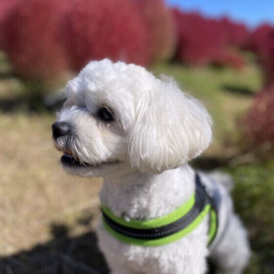 お散歩中のロクサーちゃん