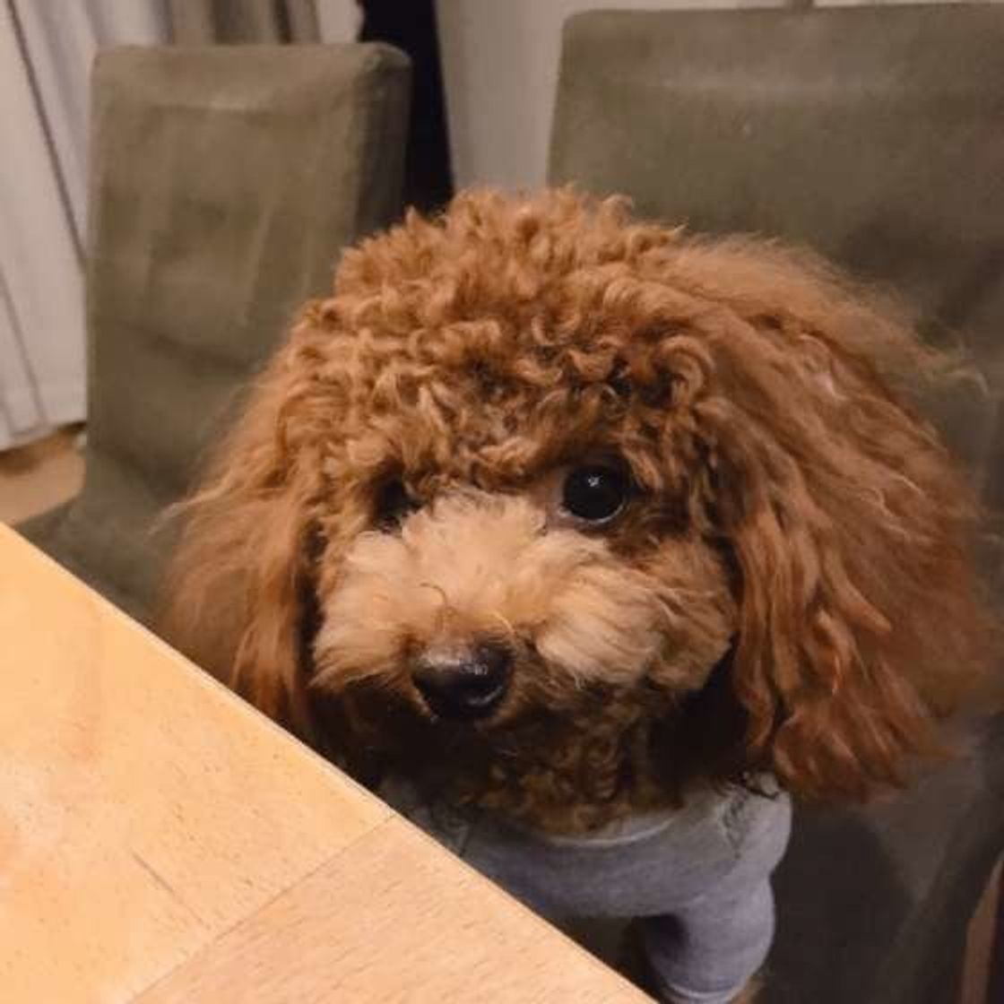 愛犬に愛情を伝えたい 犬に伝わる愛情表現とは いぬのきもちweb Magazine 愛犬に愛情を伝えたい 犬に伝わる愛情表現とは いぬのきもちweb Magazine