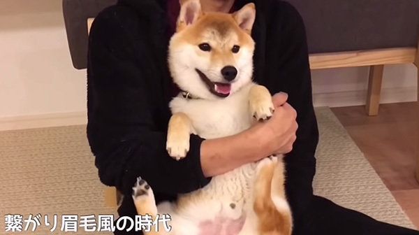 柴犬のこてつくん