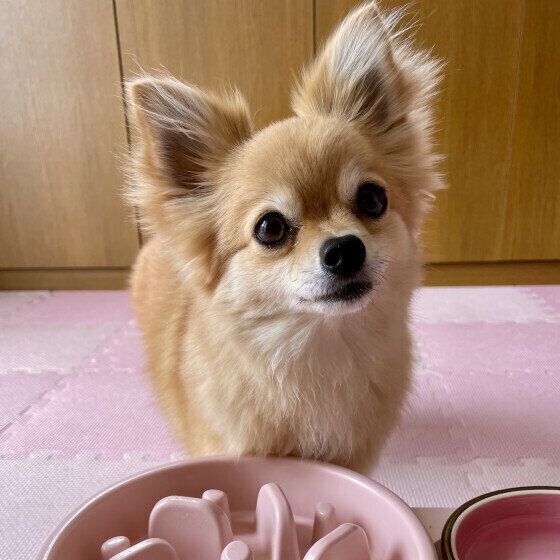 犬の早食い防止食器の使い方と注意点  犬が食べにくい食器はどんなアイテム? いぬのきもち