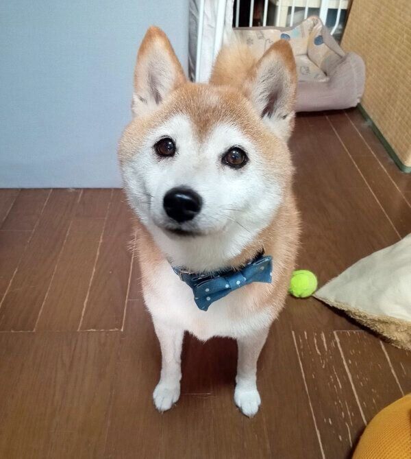 見つめるこゆきちゃん