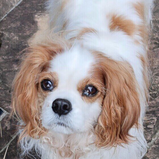 夏に注意すべき犬の4つの皮膚病とは？ 症状と治療法を獣医師に聞いた いぬのきもち