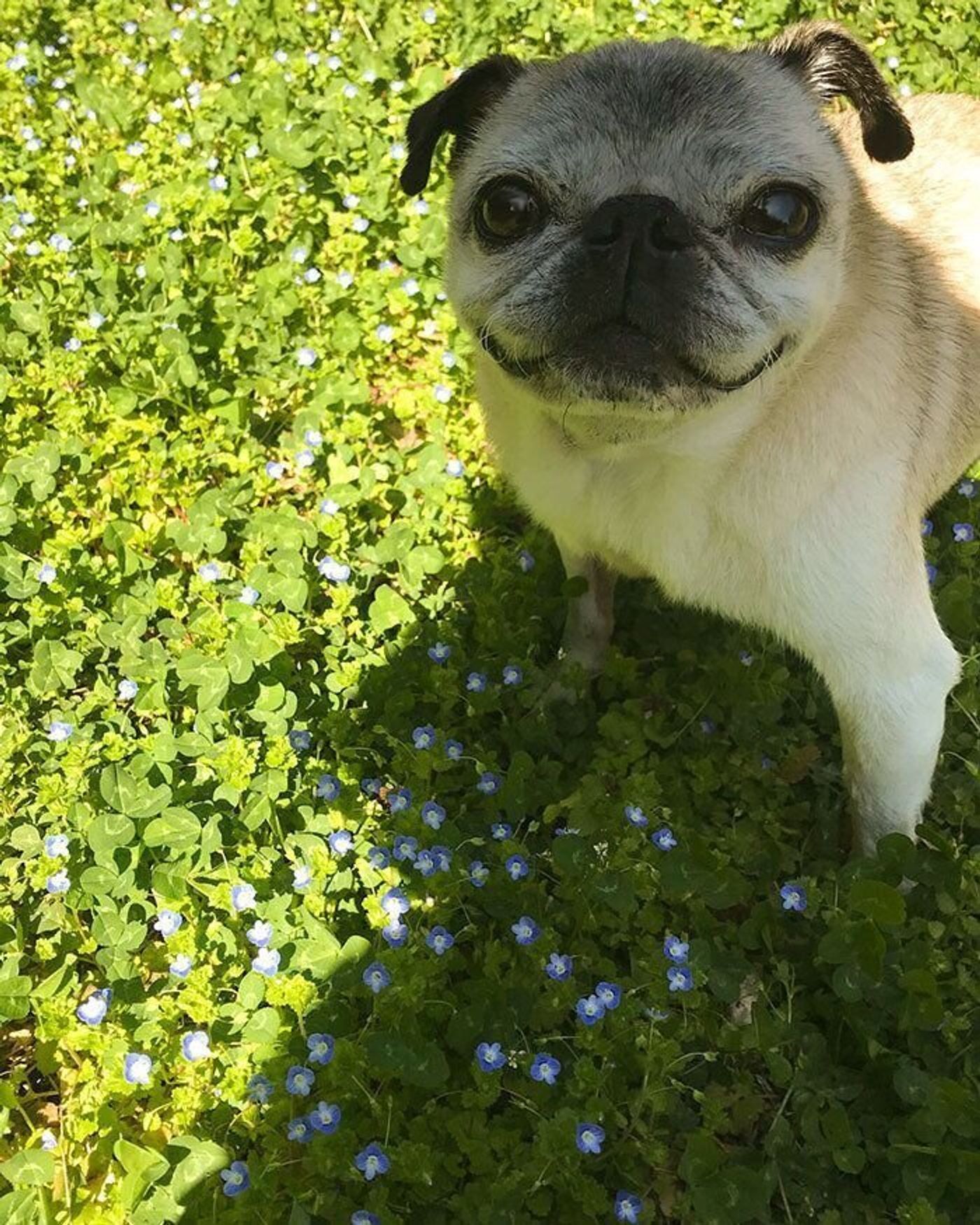 名刺 の役割を果たすパグ犬めー マスク姿の飼い主は気づかれない 連載 パグ犬 めー Vol 105 いぬのきもちweb Magazine 名刺 の役割を果たすパグ犬めー マスク姿の飼い主は気づかれない 連載 パグ犬 めー Vol 105 いぬのきもちweb Magazine