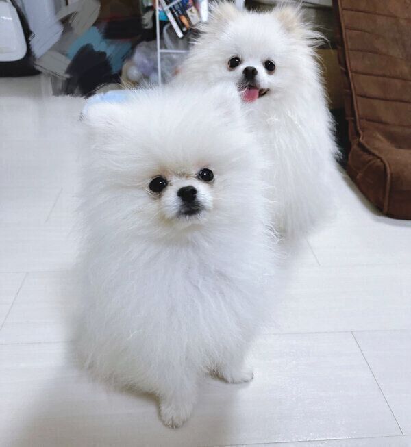 おこめくんとあんにんくん