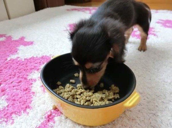 ごはん中のカニーンヘン・ダックスフンドのナツくん