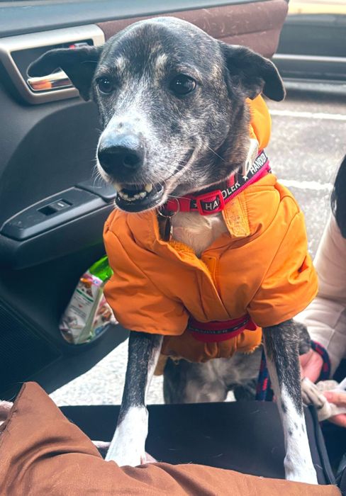 嬉しそうな表情の犬