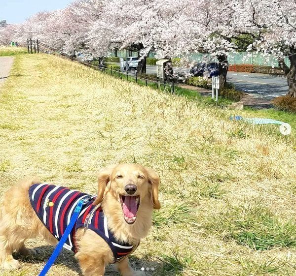 元繁殖犬・伶音ちゃん