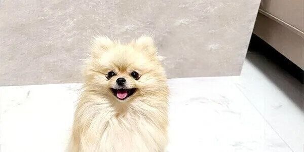 『いぬのきもち』スタッフの愛犬ゆめちゃん（3才・メス／ポメラニアン）