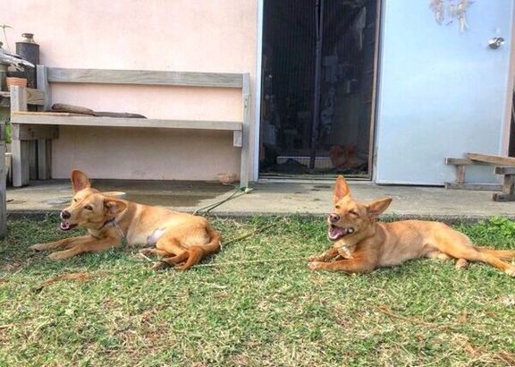 芝生でくつろぐむぎちゃんとおこめちゃん