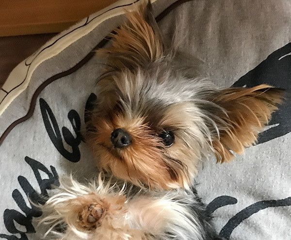 見つめるヨークシャー・テリア