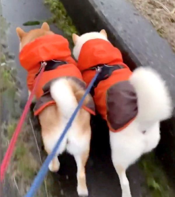 カッパを着てお散歩するみかんちゃんとQ太郎くん