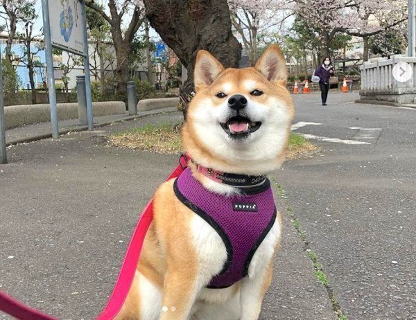 お散歩する柴犬