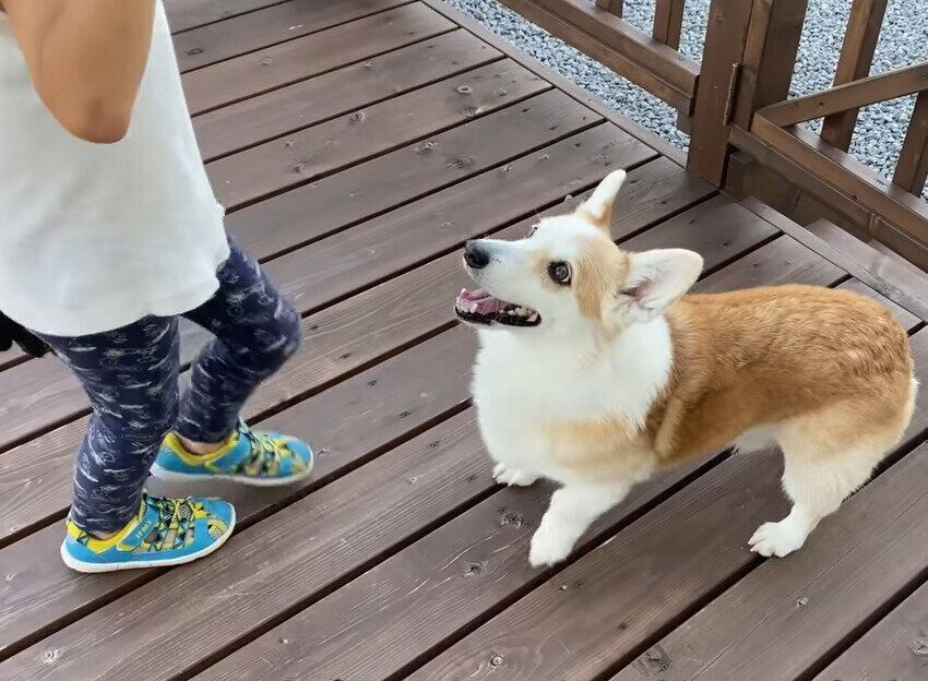 キャッチボールする犬