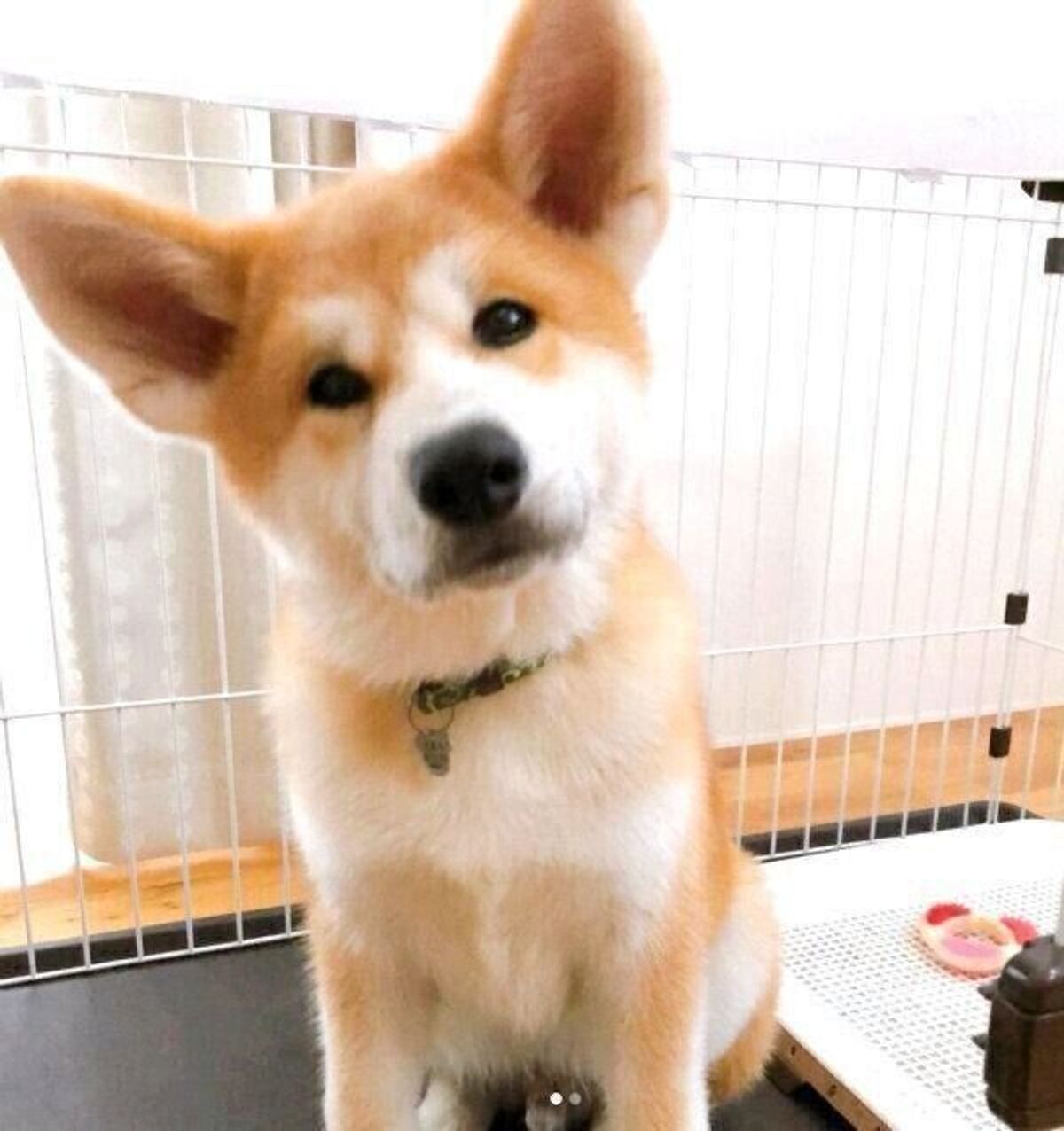 耳が大きく キツネ と間違われがちだった子犬時代も カッコよく成長した秋田犬のビフォー アフター いぬのきもちweb Magazine 耳が大きく キツネ と間違われがちだった子犬時代も カッコよく成長した秋田犬のビフォー アフター いぬのきもちweb Magazine