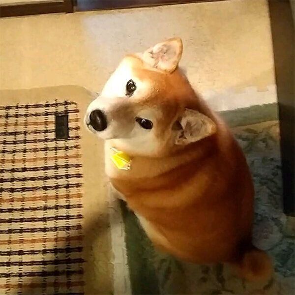 見つめるポッキーちゃん