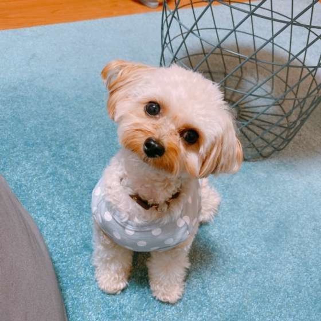 犬におすそわけを避けたい食べ物 少しでも与えるとかえって可哀そう いぬのきもちweb Magazine 犬におすそわけを避けたい食べ物 少しでも与えるとかえって可哀そう いぬのきもちweb Magazine
