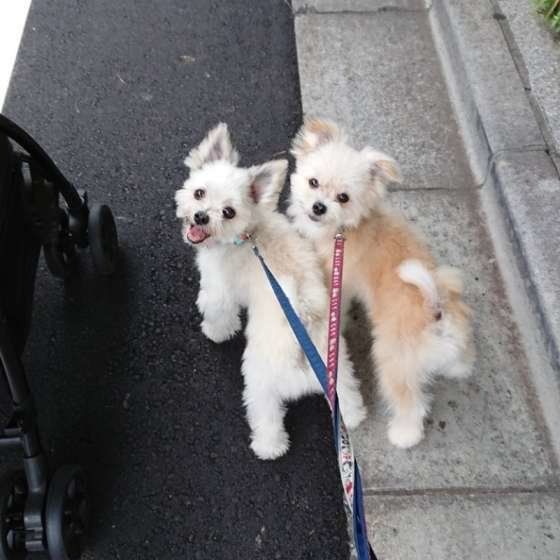 お散歩する兄弟犬