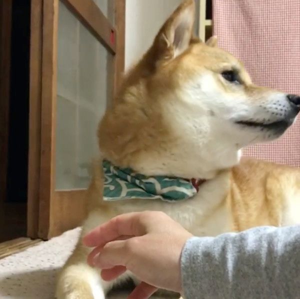 振り向く柴犬