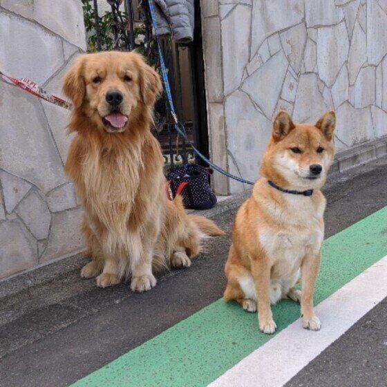 柴距離を見せる柴犬