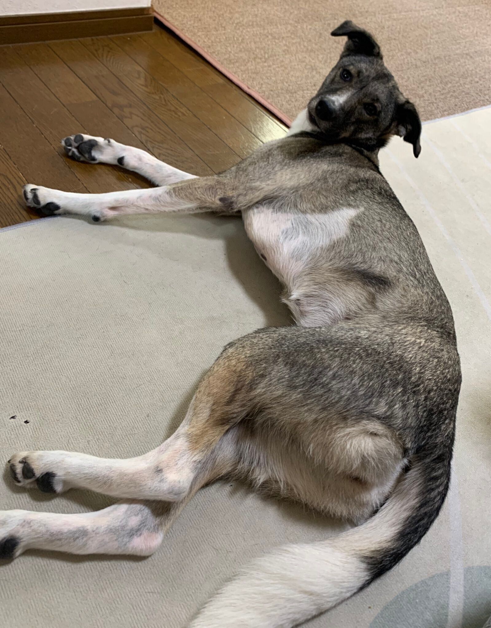 ハレちゃんについて「犬！という感じのフォルムが最高です」と飼い主さんが