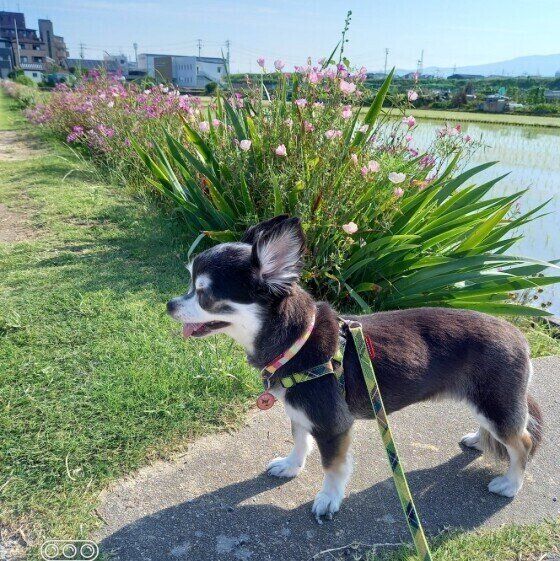 散歩するチワワ