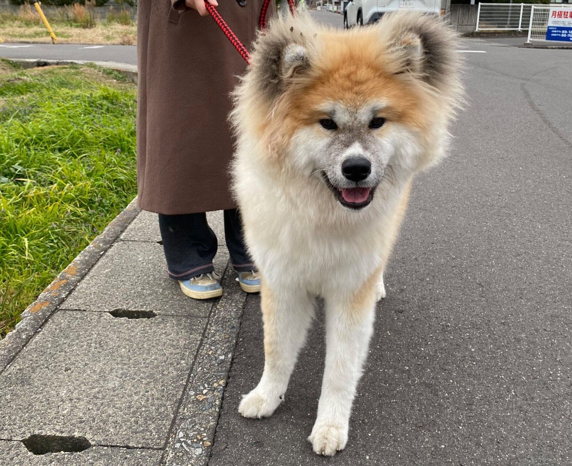 楽しくお散歩中のちゃちゃみちゃん